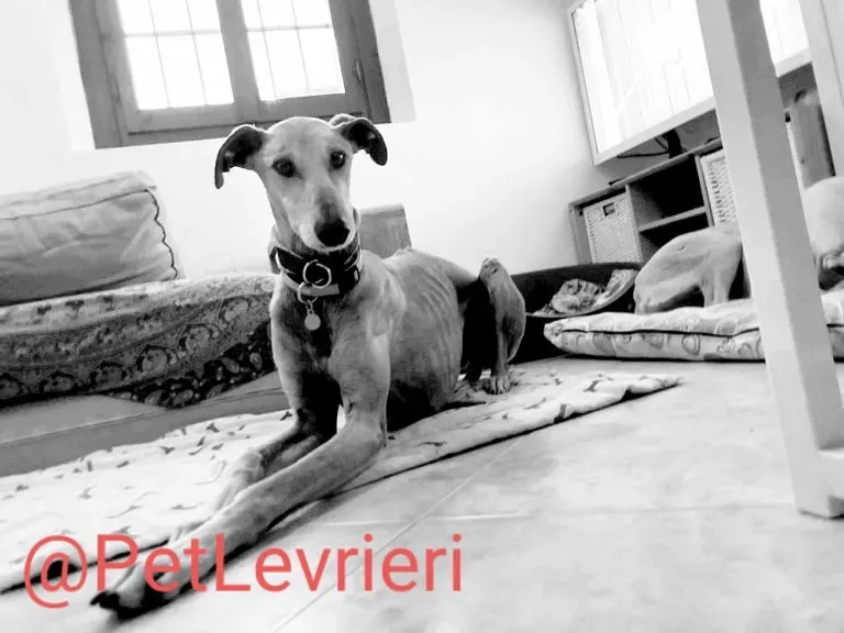 Finn adozione levrieri galgo 23