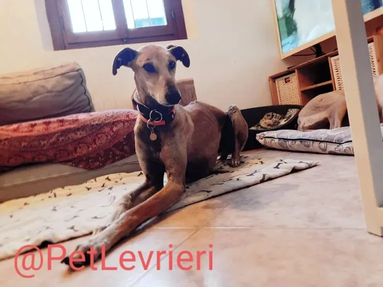 Finn adozione levrieri galgo 24