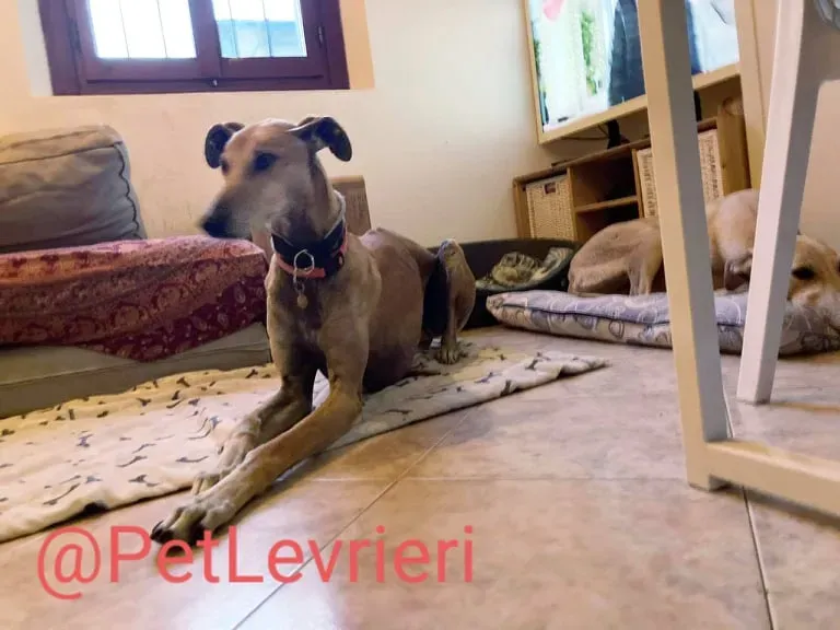 Finn adozione levrieri galgo 25