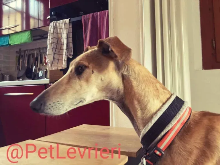 Finn adozione levrieri galgo 27
