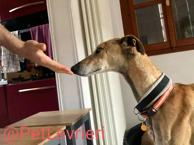 Finn adozione levrieri galgo 28
