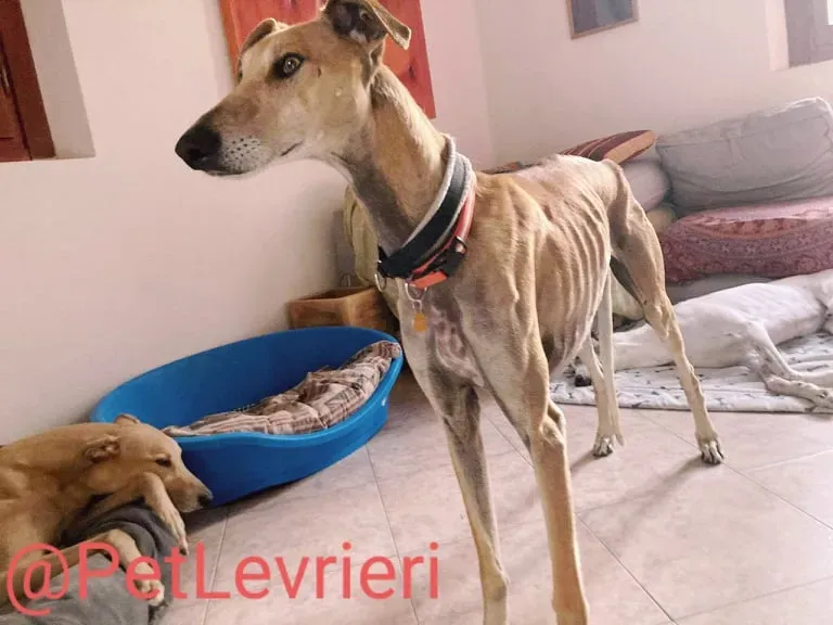 Finn adozione levrieri galgo 29