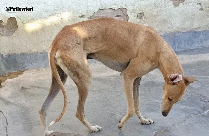 Finn adozione levrieri galgo 3