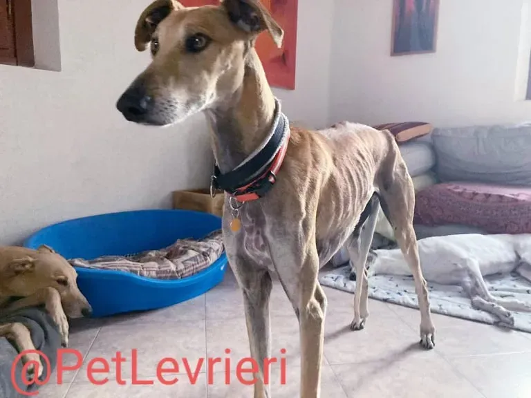 Finn adozione levrieri galgo 30