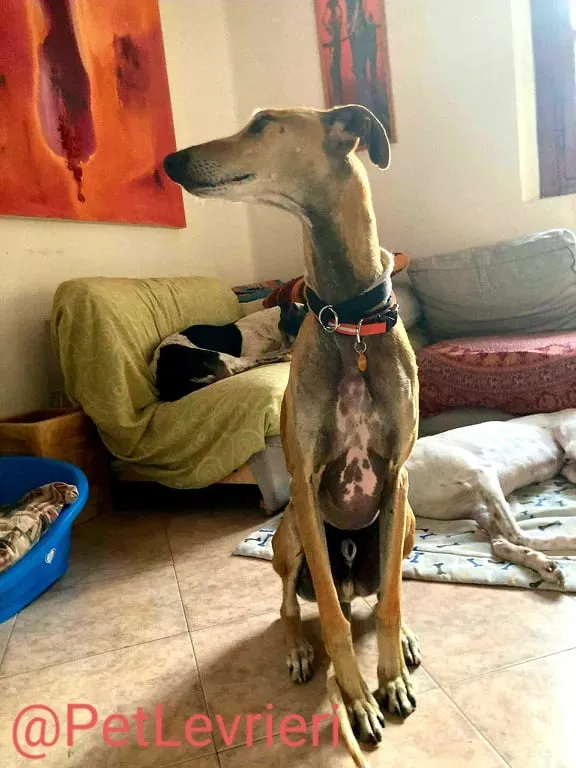 Finn adozione levrieri galgo 31