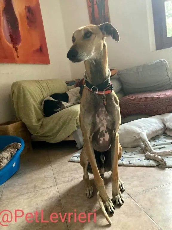 Finn adozione levrieri galgo 32