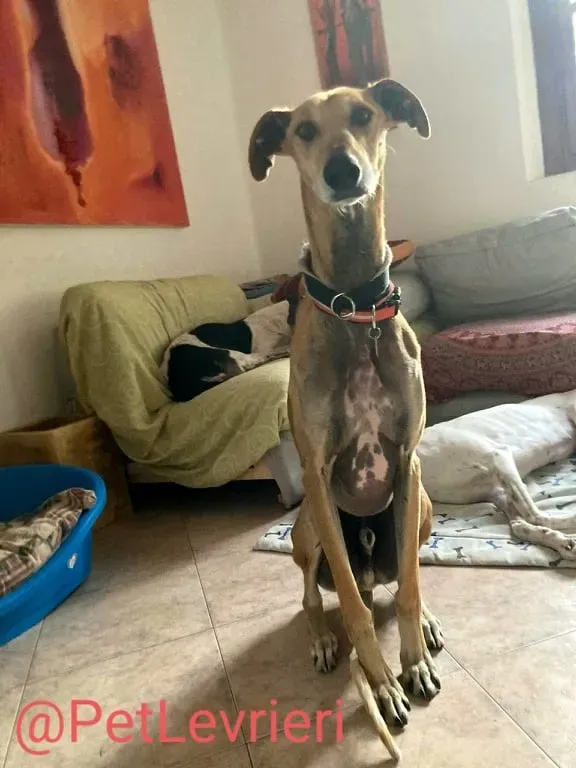 Finn adozione levrieri galgo 33