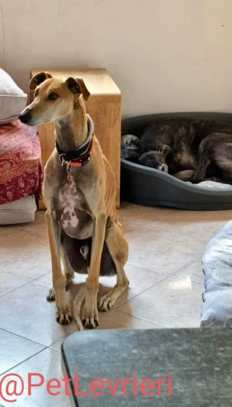 Finn adozione levrieri galgo 34