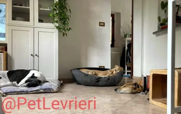 Finn adozione levrieri galgo 35