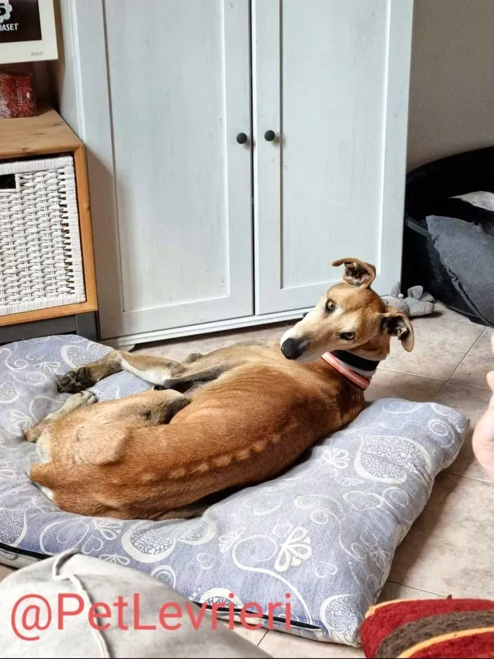 Finn adozione levrieri galgo 36