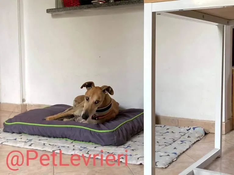 Finn adozione levrieri galgo 37