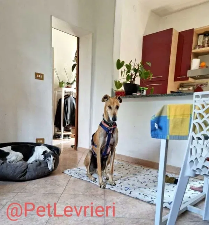 Finn adozione levrieri galgo 39