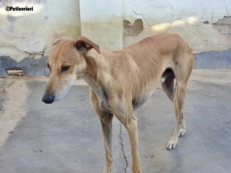 Finn adozione levrieri galgo 4