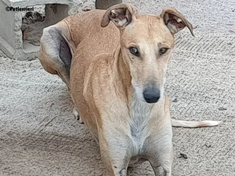 Finn adozione levrieri galgo 5