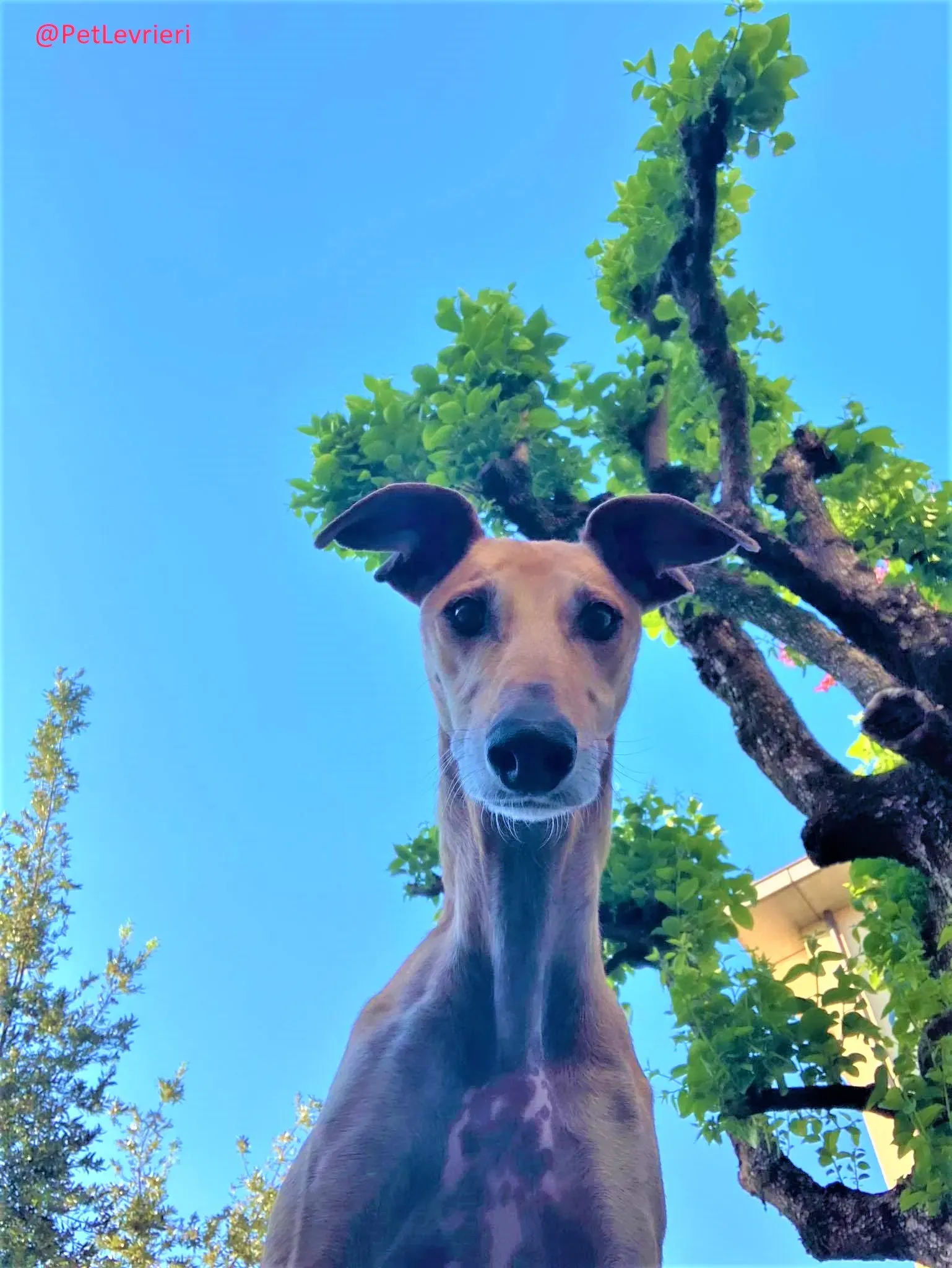 Finn adozione levrieri galgo 50