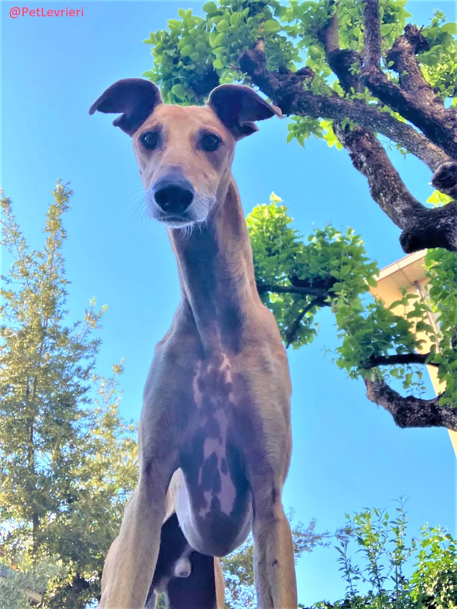 Finn adozione levrieri galgo 51