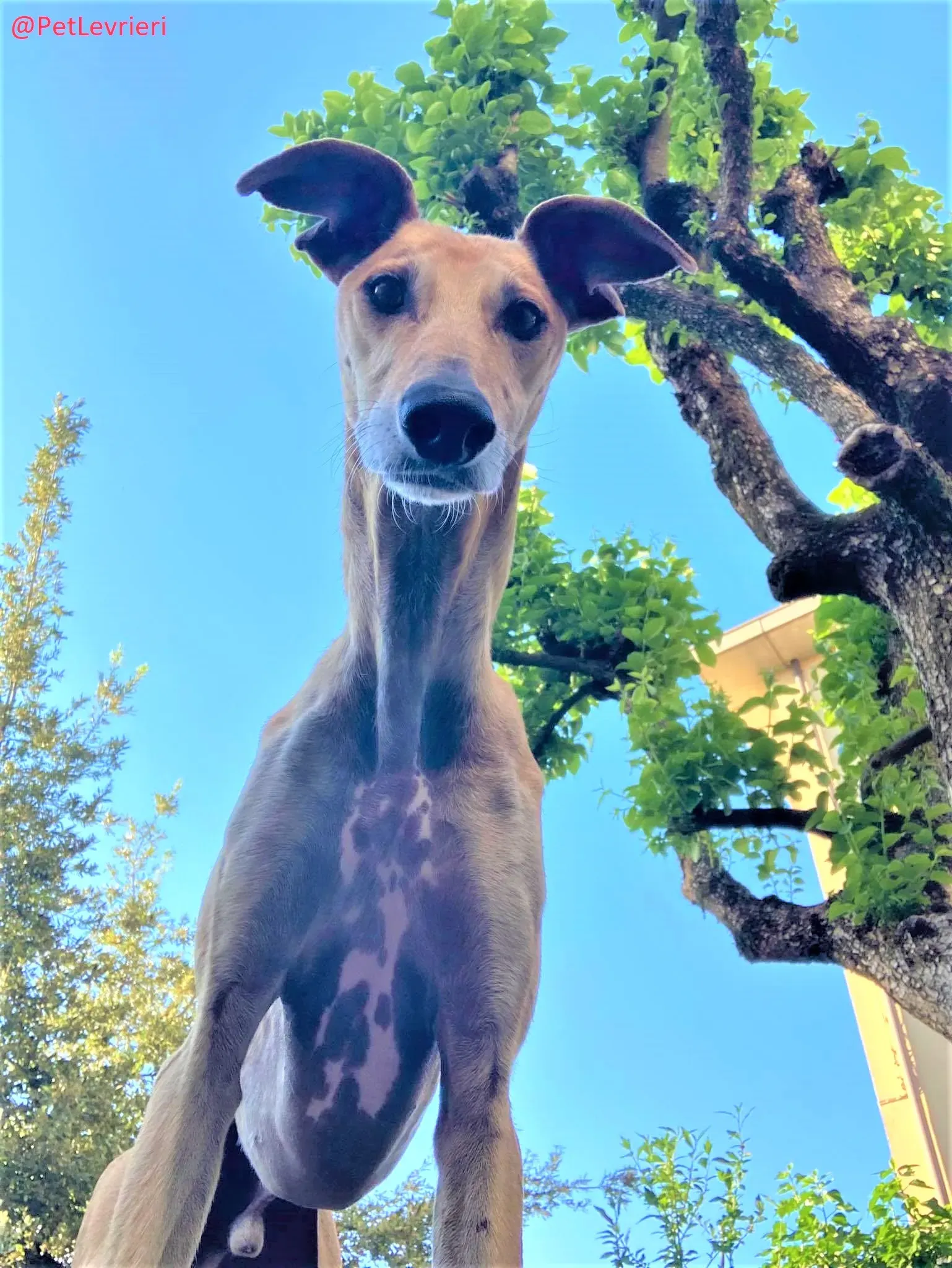 Finn adozione levrieri galgo 52