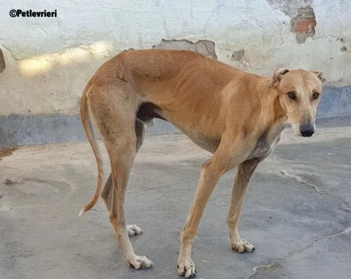 Finn adozione levrieri galgo 6