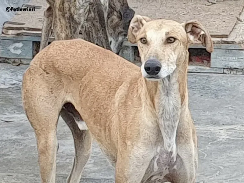 Finn adozione levrieri galgo 7