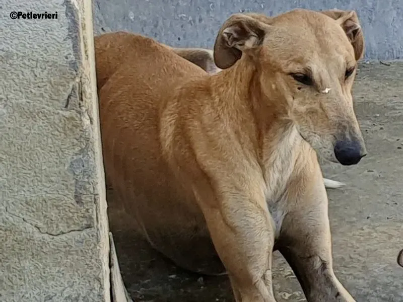 Finn adozione levrieri galgo 8