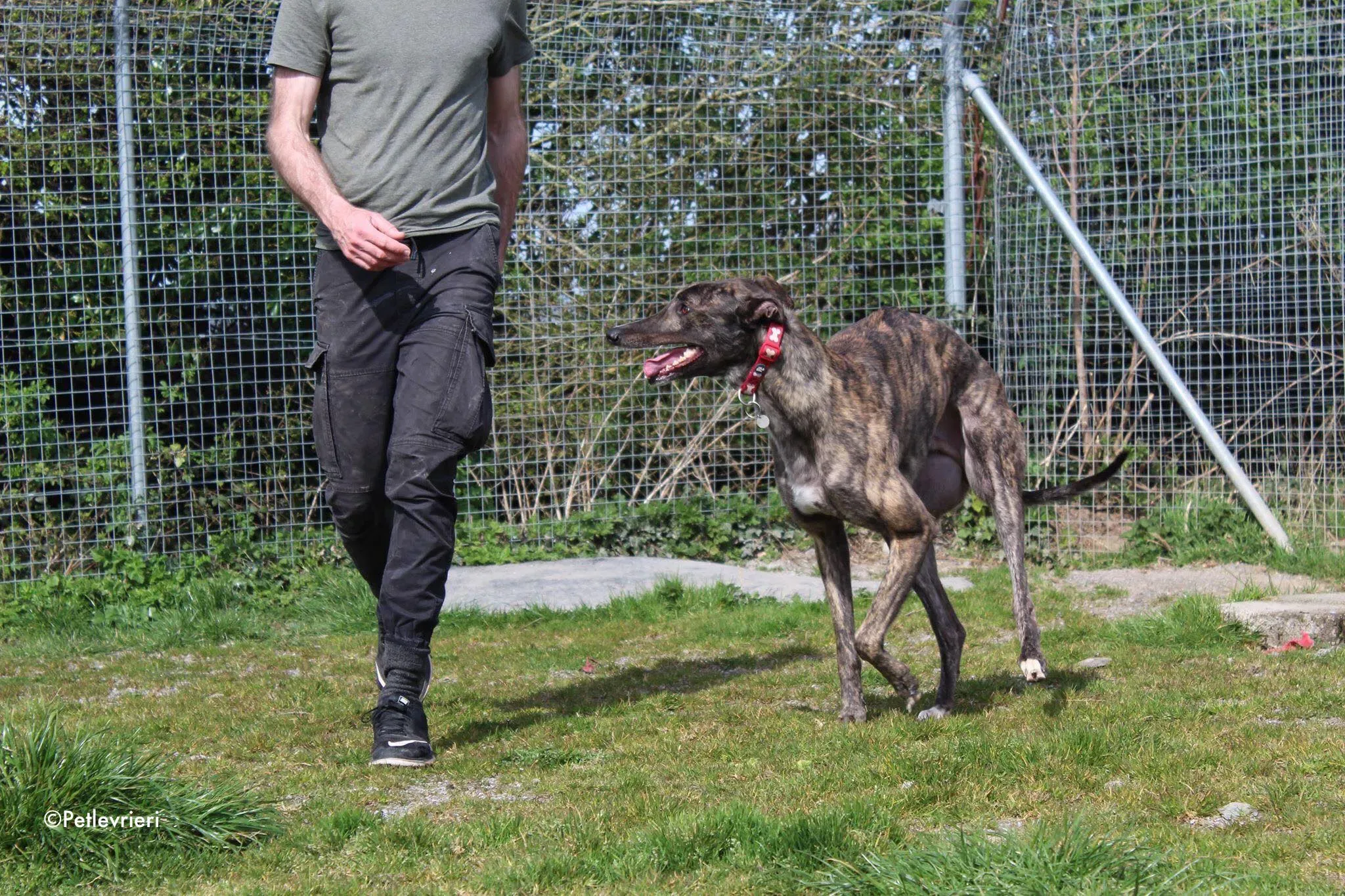 Finn adozione levrieri greyhound 7