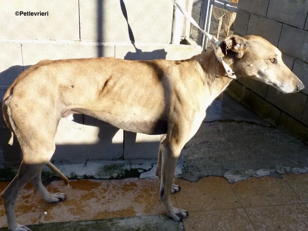 Finn adozioni levrieri galgo 9
