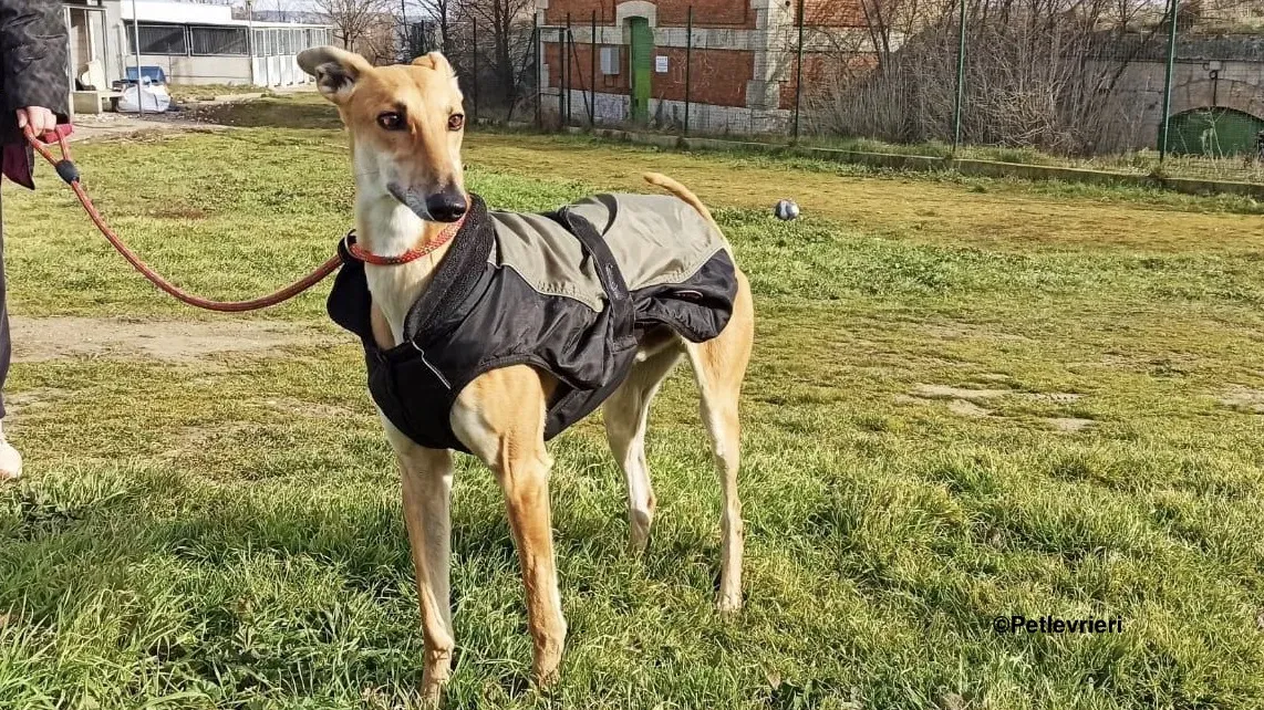 Fito adozione levrieri galgo 01