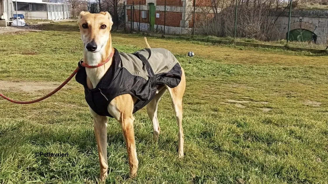 Fito adozione levrieri galgo 03