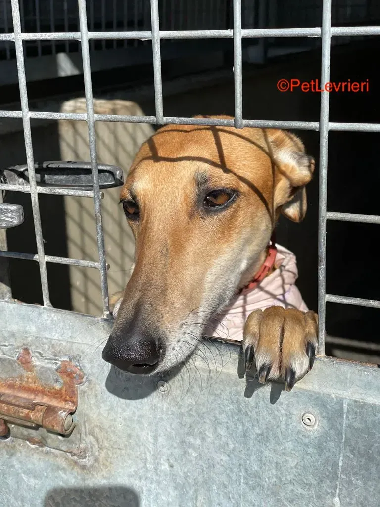 Fito adozione levrieri galgo 2