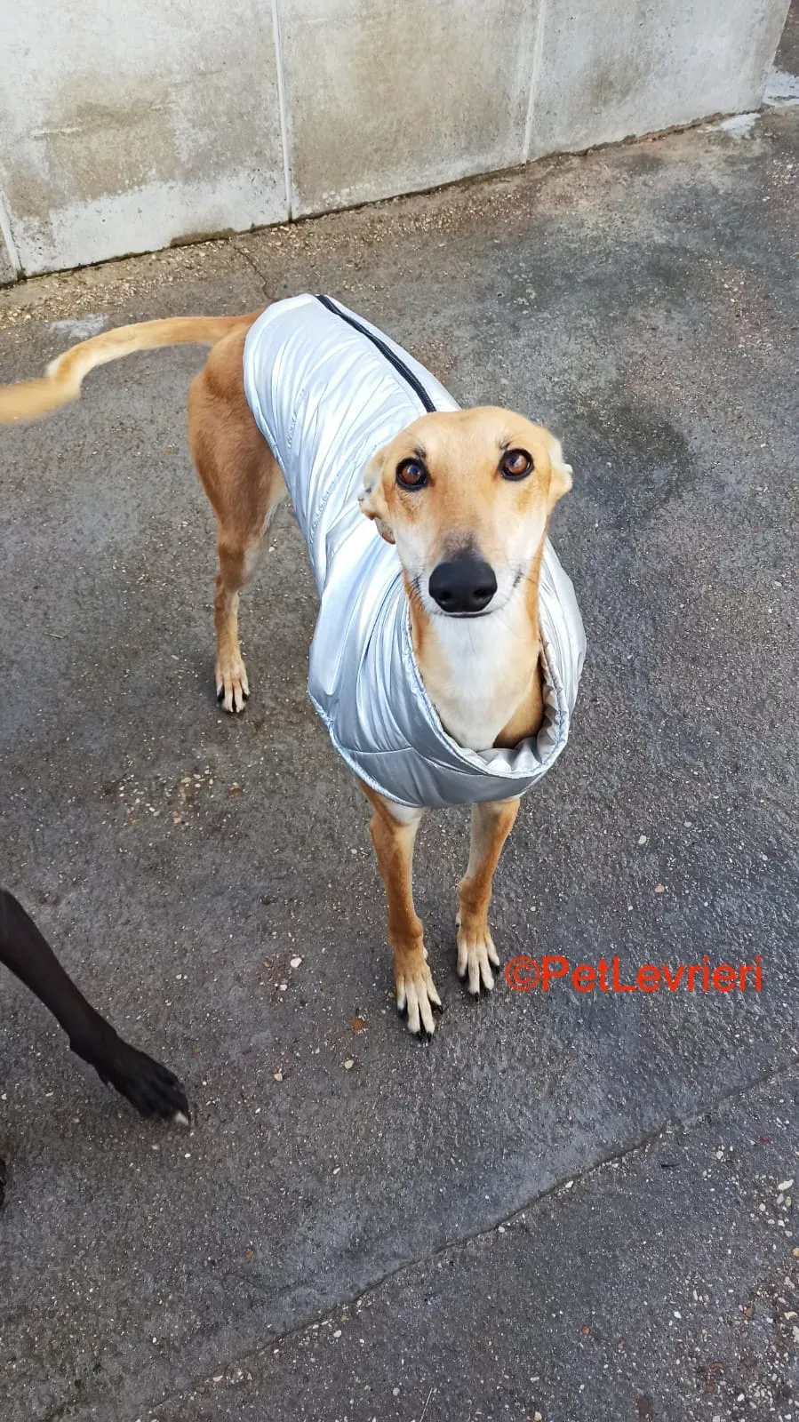 Fito adozione levrieri galgo 3