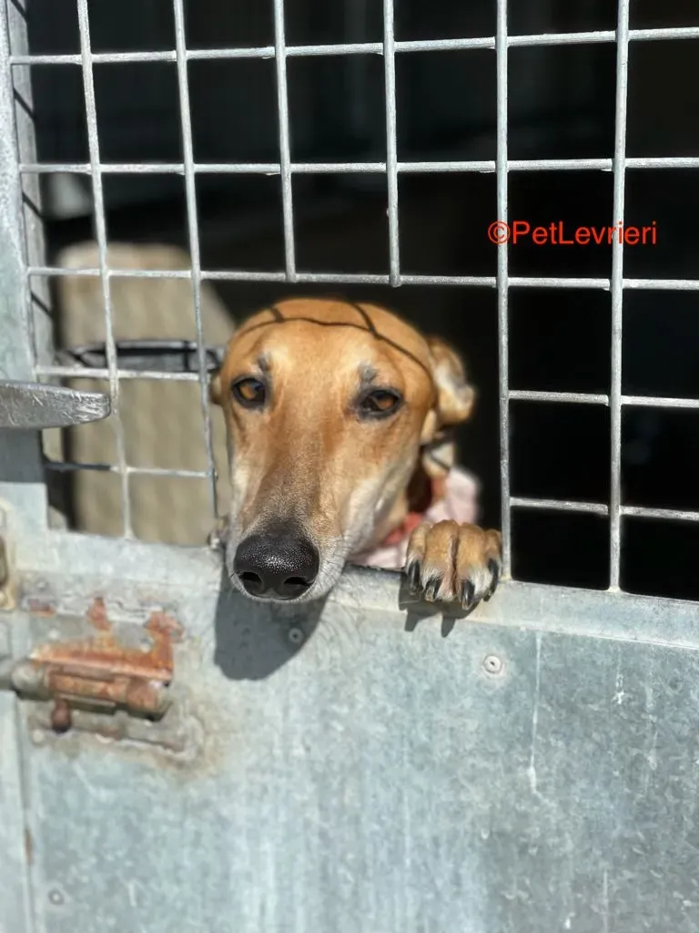 Fito adozione levrieri galgo 5
