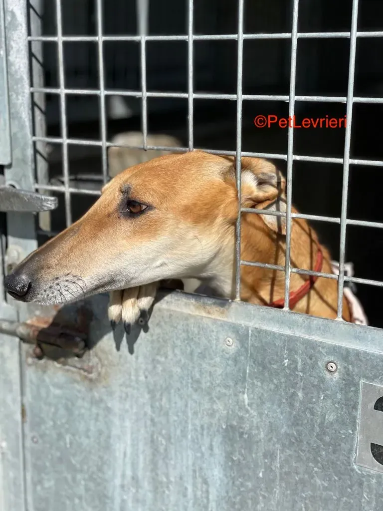 Fito adozione levrieri galgo 7