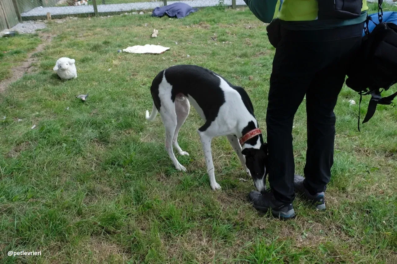 Five adozione greyhound 1