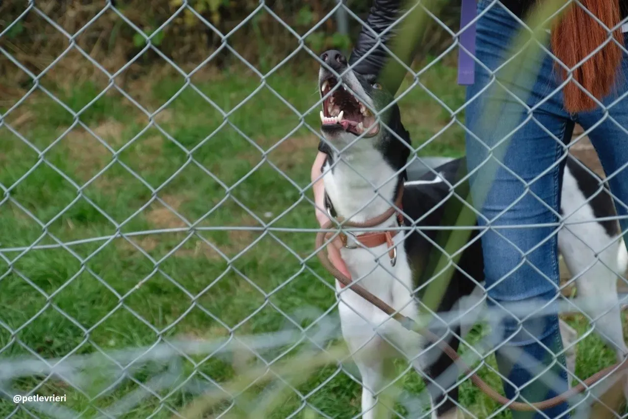 Five adozione greyhound 10