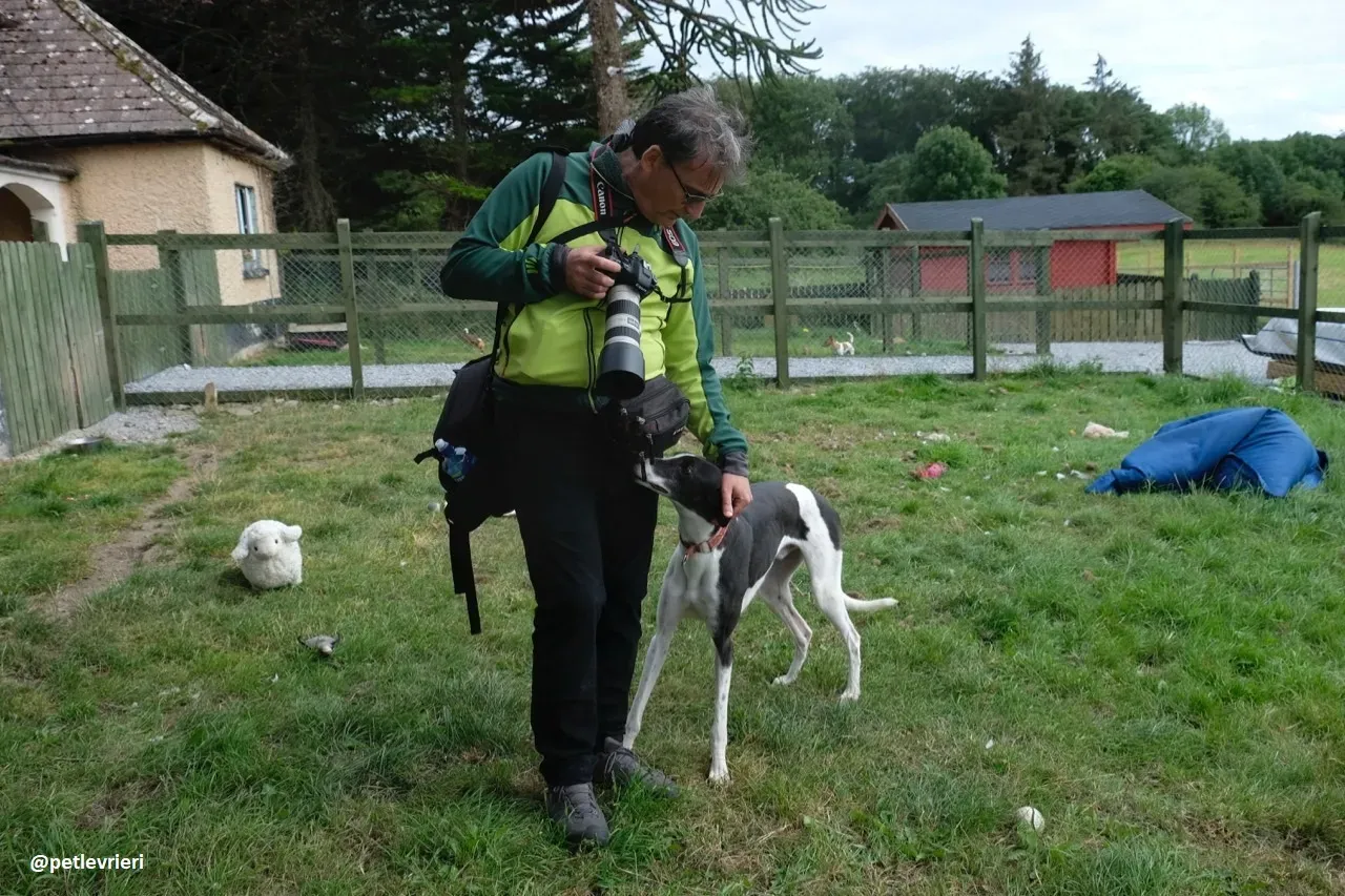 Five adozione greyhound 11