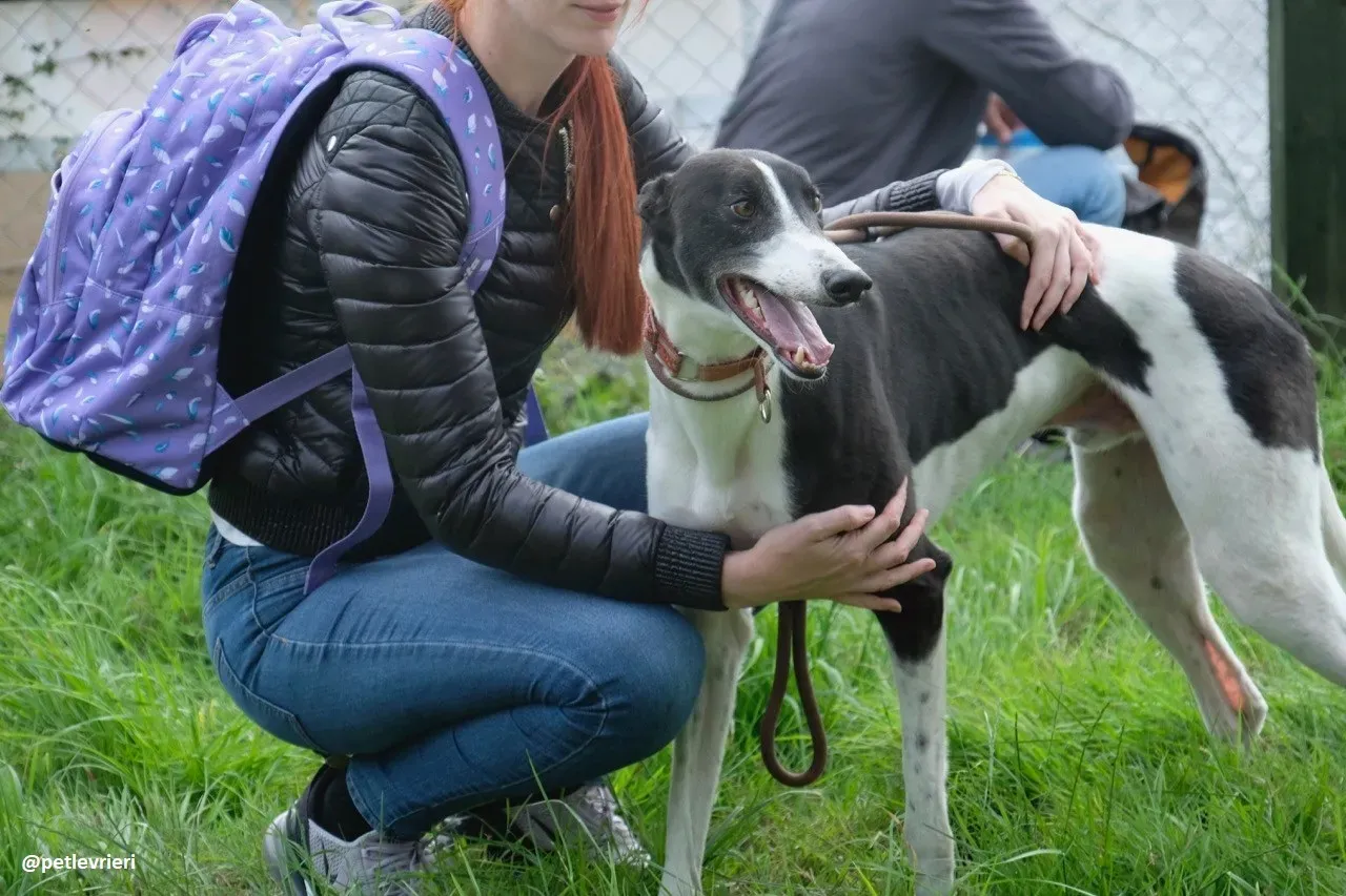 Five adozione greyhound 12