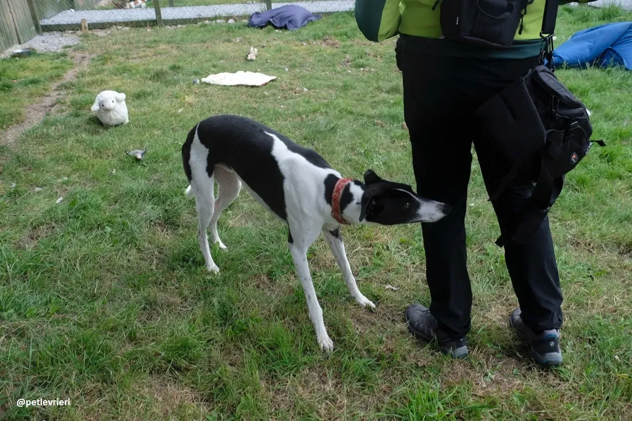 Five adozione greyhound 14