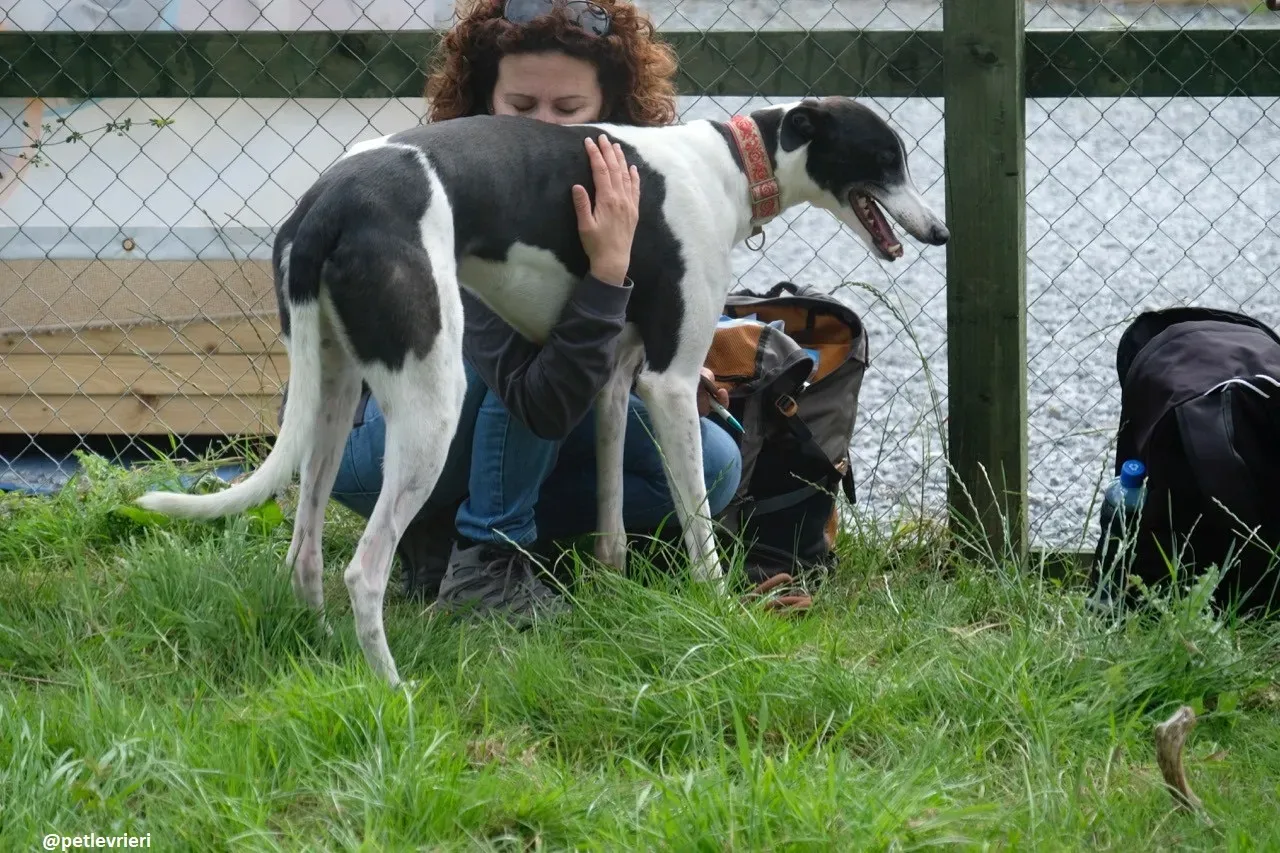 Five adozione greyhound 16