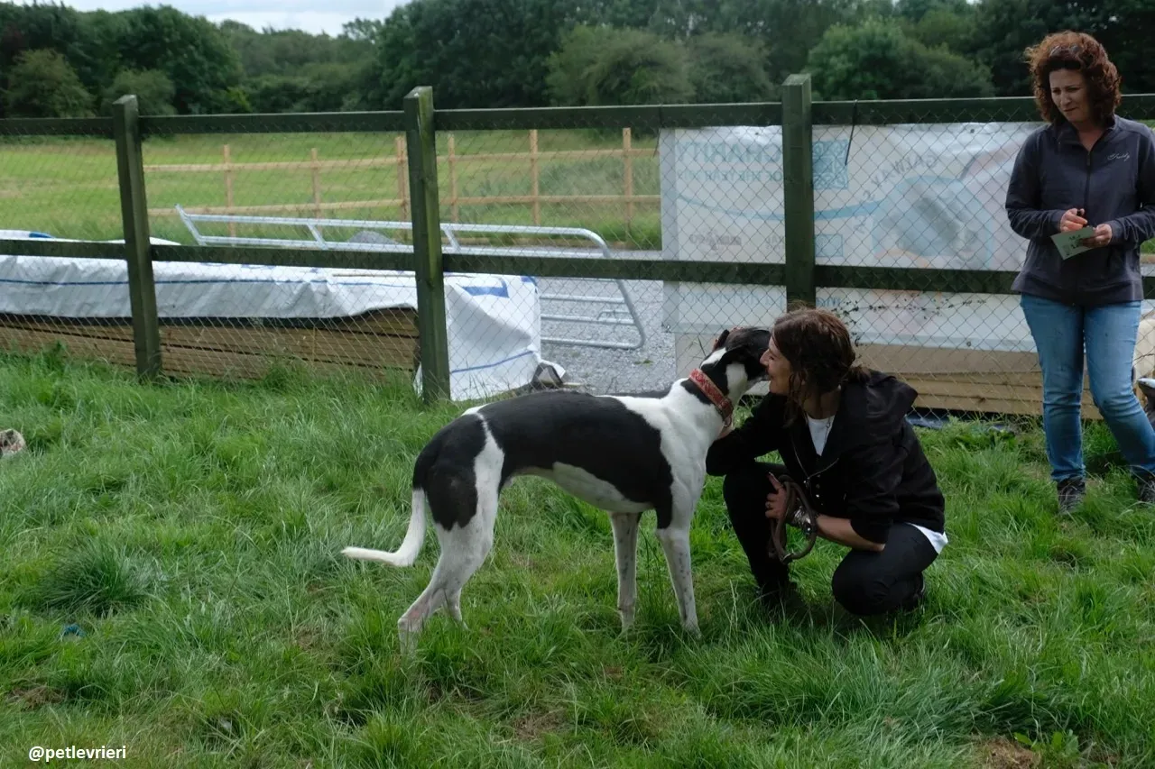 Five adozione greyhound 17