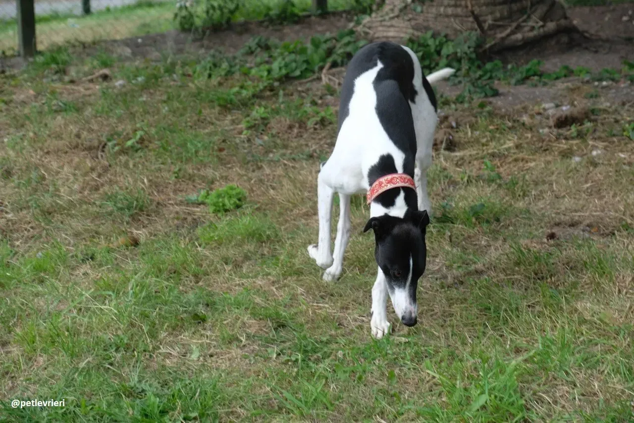 Five adozione greyhound 20