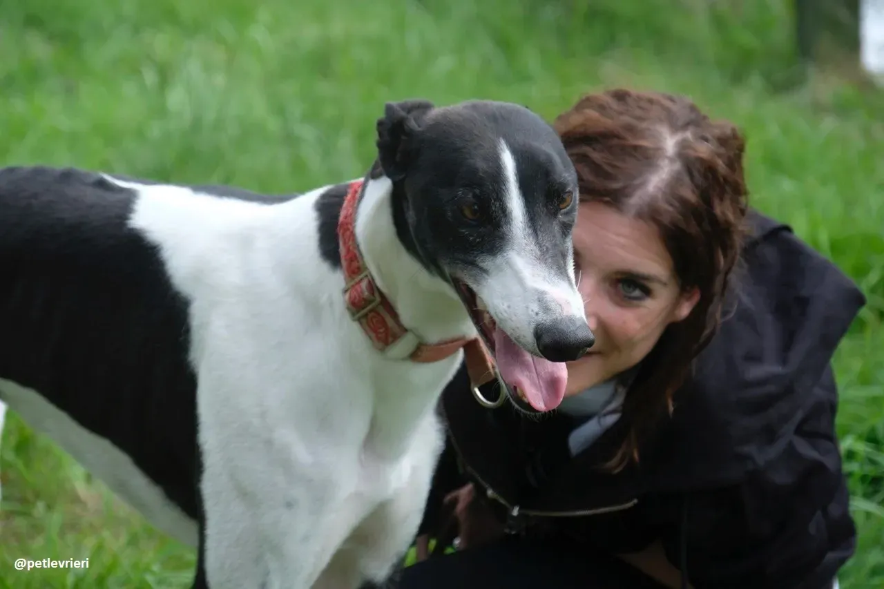 Five adozione greyhound 3