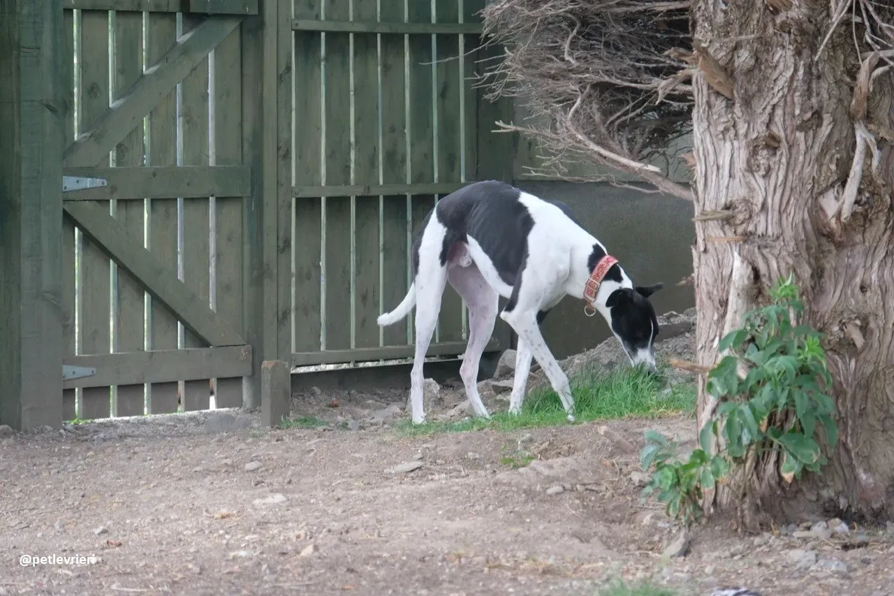 Five adozione greyhound 4