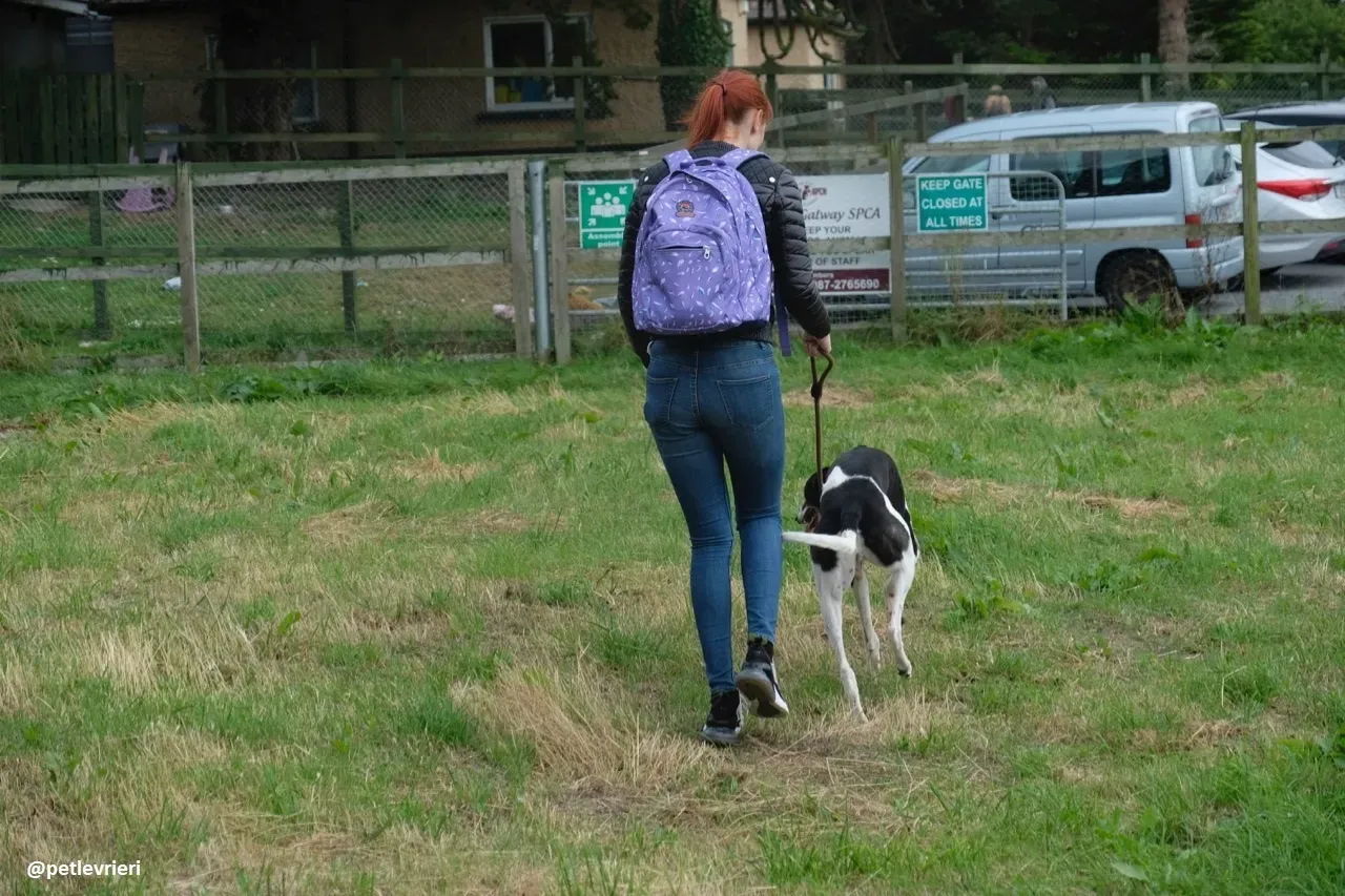 Five adozione greyhound 5