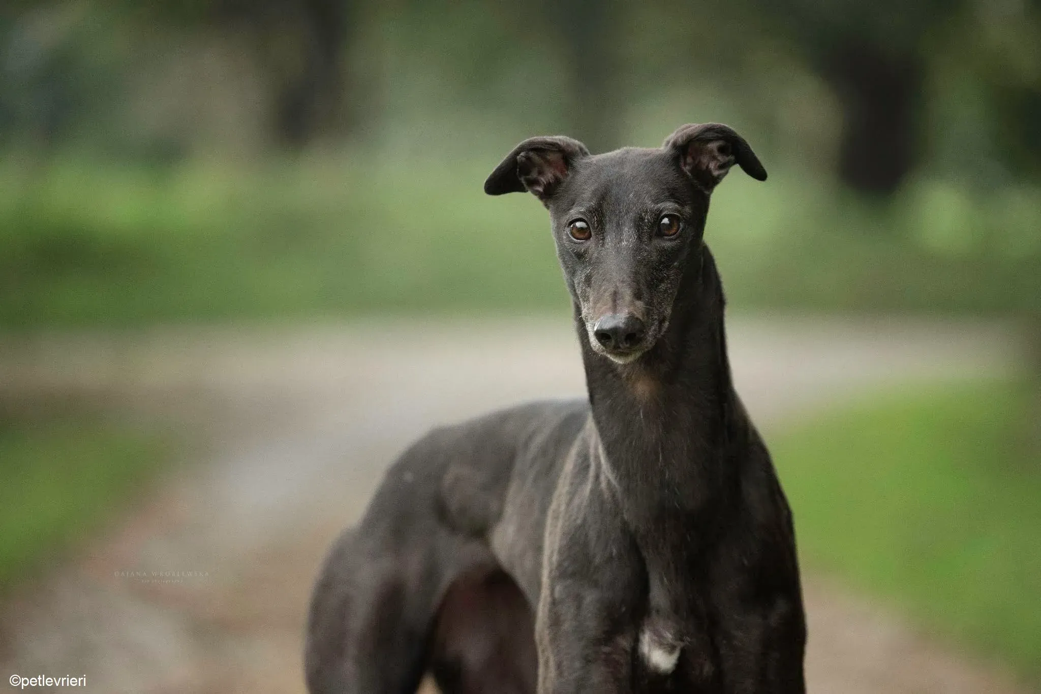 Flair adozione levrieri greyhound 1 2