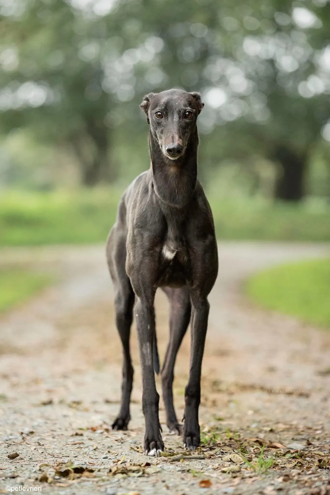 Flair adozione levrieri greyhound 3