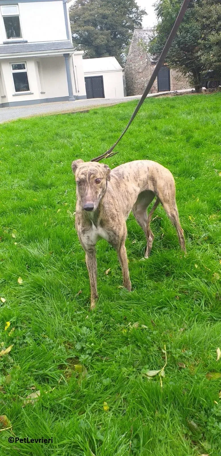 Flash adozione levrieri greyhound 2 1