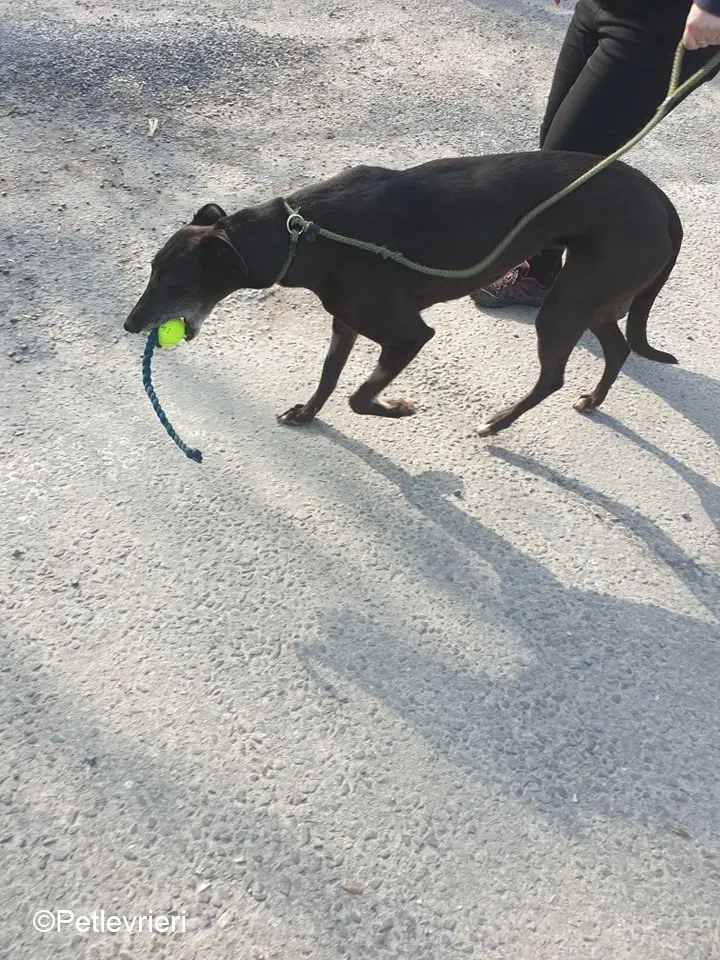 Flavia adozione levrieri greyhound 1 1