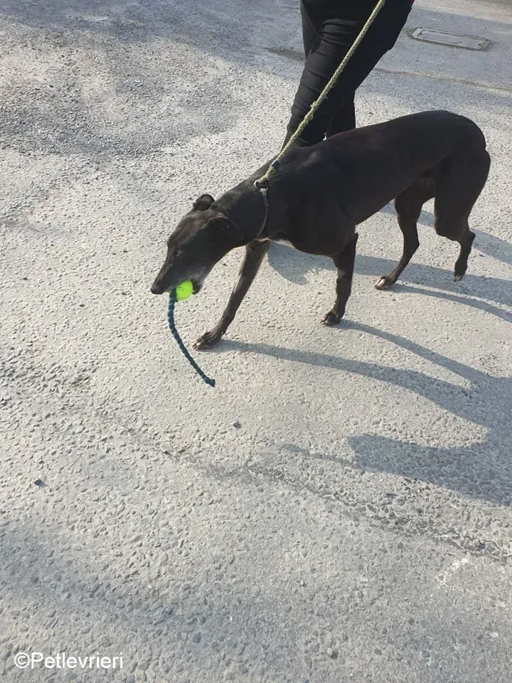 Flavia adozione levrieri greyhound 2 1