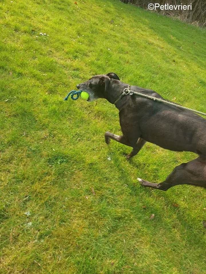 Flavia adozione levrieri greyhound 3 1