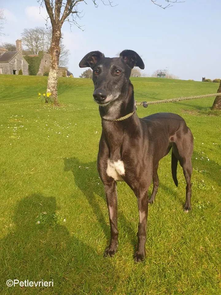 Flavia adozione levrieri greyhound 4 2